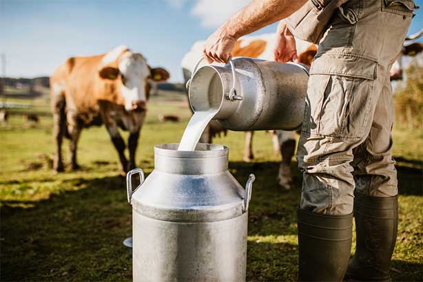 A dairy farmer pours liquid milk from a jug into a milk canister while dairy cows look on.